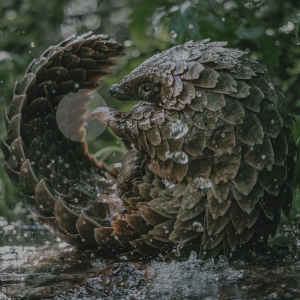 Pangolin Kulu’s Journey 41A8577
