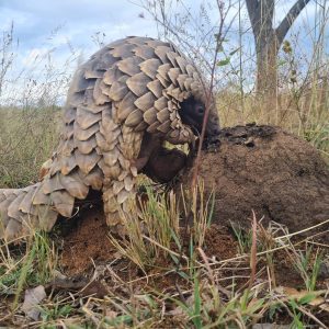 Photo credit Gareth Thomas (Kajima)